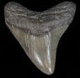 Megalodon Tooth - South Carolina #39939-1